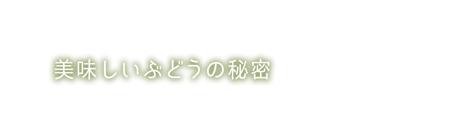 美味しいぶどうの秘密