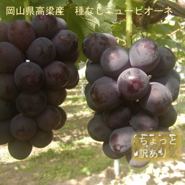 岡山県産ニューピオーネ 1㎏ 粒 ぶどう 訳あり品 葡萄